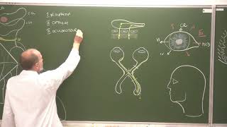 Neuroanatomie 14  Fonctions et examen clinique des nerfs crâniens Cranial Nerve Functions [upl. by Ettenauq]