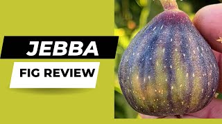 Jebba Fig Tasting Wow what a fig [upl. by Kaleb294]