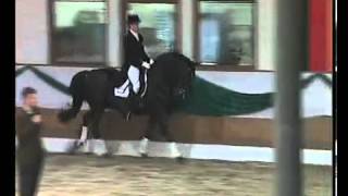 Hohenstein Trakehner stallion by Caprimond x Matador [upl. by Gillead754]