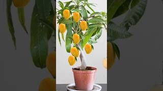 mango grafting 😍 indianfarmer gardening indiangardeners cementplanter phoolpatte mangografting [upl. by Barra]