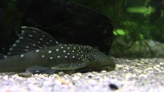 L128 Blue Phantom Pleco  Hemiancistrus sp [upl. by Krawczyk633]