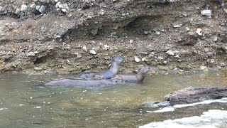 Family Of Four River Otters With Egrets amp Blue Heron Point Reyes [upl. by Adnilec]