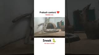 snake 🐍 in vandalur zoo in tamilprakashcontent shortvideos ytshorts shorts [upl. by Angeli]