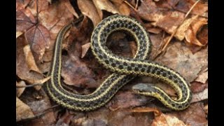 Garter Snake NJSM SF [upl. by Eenehs]