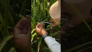 Hand Emasculation and Pollination in Rice Part 02 [upl. by Ancalin]