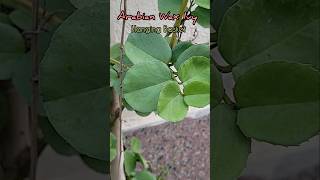 How To Grow amp Propagate Arabian Wax IvyCissus Rotundifolia Care aadishkiduniya shorts [upl. by Ahsiei263]