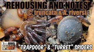 C truncata quotRavine Trap Door Spiderquot Rehouse and Care [upl. by Avlis]