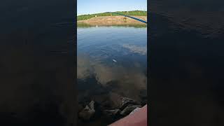 Catching fish out of toxic water Full video is out everyone bassfishing fishing bass [upl. by Feliza833]