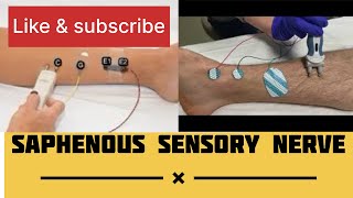 SAPHENOUS SENSORY NERVE  NCS of Saphenous nerve emg neurology NCS neurotech Theneurotech [upl. by Znarf]