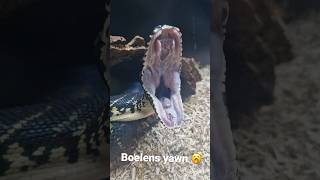 Boelens Python Yawning 🥱 snake bite teeth reptiles animals [upl. by Kaylyn]