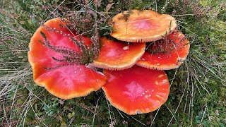 Amanita muscaria [upl. by Dallman]