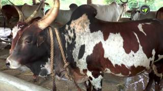 Indian Desi Cow Breed Bargur [upl. by Luehrmann538]