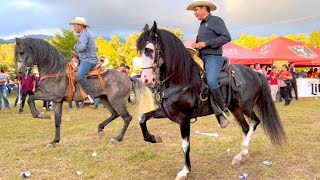 ⭐ CABALLOS BAILADORES EN LA CABALGATA SURUTATO 2022  4K P2 [upl. by Kudva]