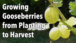 Growing Gooseberries from Planting to Harvest [upl. by Halpern532]