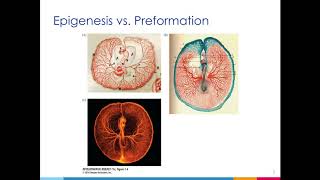 PCB 4253 Chapter 1  Epigenesis amp Preformation [upl. by Sabu136]