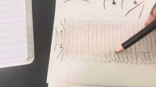 Drawing Arthropleura armata [upl. by Ycram]