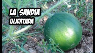 Injertar Sandia en Calabaza  Evolución y Cuidados [upl. by Ecinaej]