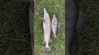 Ostatni szczupak 2024 fishing carpfishing music carp dc fish funny love [upl. by Trevethick971]