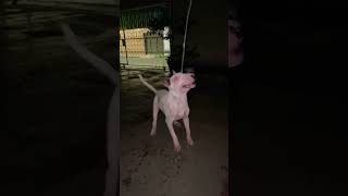 Bull Terrier Inglêspitbull beach cachorro dnb phonk remix beats [upl. by Yrahcaz]