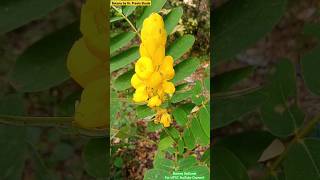 Senna alata  Fabaceae Family  Ornamental Plant  Ant Pollination inflorescence angiosperms [upl. by Lapointe]