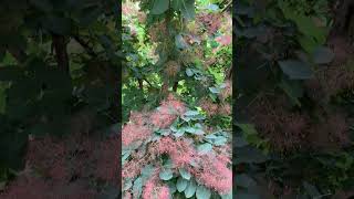 Gorgeous Smoke Tree floweringtree tree [upl. by Weksler]