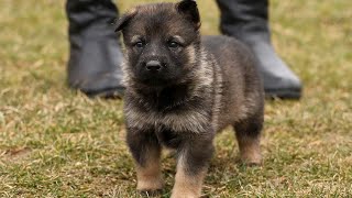 Sable German shepherd color transformation [upl. by Valenza812]