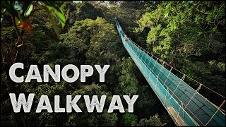 Worlds Largest Rainforest Canopy Walkway  Virtual Tour [upl. by Lothaire]