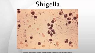 Shigella [upl. by Nnairol860]