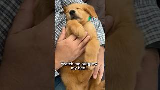 Watch Me Grow as I Sleep 🐶💤  TailsOfTheo goldenretriever [upl. by Mackie]