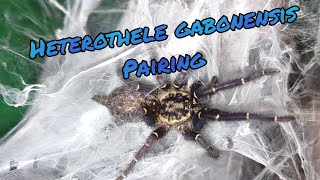 Heterothele gabonensis pairing [upl. by Haimes]