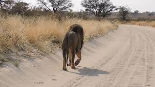 Male lion walking in slow Motion [upl. by Cyrano925]