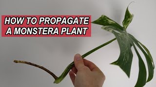 How to Propagate Monstera Plants in Water  Monstera Cutting Propagation [upl. by Nivrem]