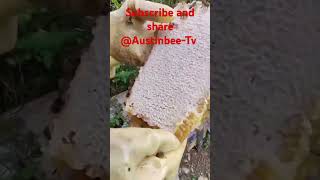 Honeycombs harvesting process nature beehive honeycomb sweetness sweetn [upl. by Aisetal764]