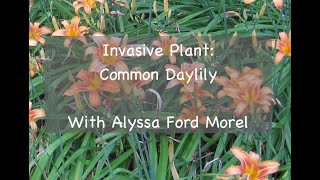 Invasive Plant Common Daylily [upl. by Alleon]