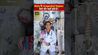 पुरूष जननांग एवं प्रजनन अंग । Male Urogenital systems viral shorts [upl. by Benedikt]