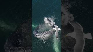 Humpback Whale DEVOURS millions of krill in one bite Slow motion whale mindblowing [upl. by Porty]