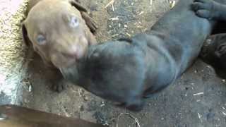 Pitbull Fighting Puppies [upl. by Bandur707]