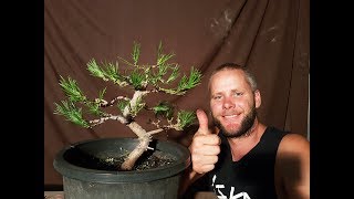 Japanese Red pine bonsai styling Aussie bonsai bloke [upl. by Notsua]