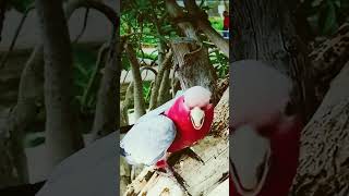 Parrot saying Love you shortsvideo [upl. by Leummas]