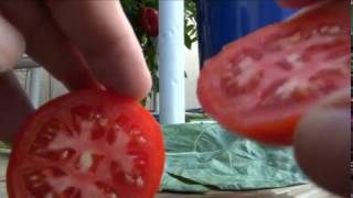 ⟹ Cosmonaut Volkov Tomato Lycopersicon esculentum Tomato Review [upl. by Laehctim]