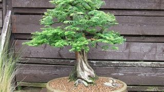 Metasequoia glyptostroboides [upl. by Skill]