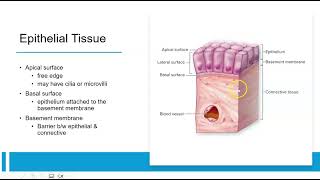 1 Tissues through Epithelial [upl. by Vincent]