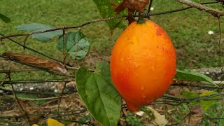 Gac fruit Momordica cochinchinensis off the wine almost spineless variety [upl. by Eba]