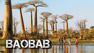 ❌Wonders of the ancient tree baobab❌ [upl. by Weasner56]