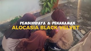 PEMBUDIDAYA amp PENANAMAN ALOCASIA BLACK VELVET [upl. by Russell]