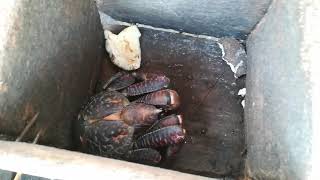 Endangered coconut crab Birgus latro largest land crab illegal animal trafficking North Sulawesi [upl. by Anomas374]