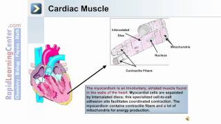 The Muscular System  Muscular System Overview [upl. by Eglanteen]