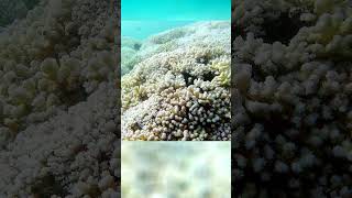 Increíble extensión de coral blanco en Huatulco México [upl. by Aicsile]