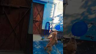 Dog funny video viral  trending shorts cuteanimal funny viralvideo pitbull ytshorts [upl. by Brazee]