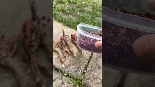 Staghorn Sumac and it’s process of use sumac staghornsumac naturalherbs uk viralvideo turkish [upl. by Derron910]